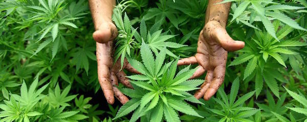 medical-marijuana-patients-lost-in-regulation-weeds-1434807882