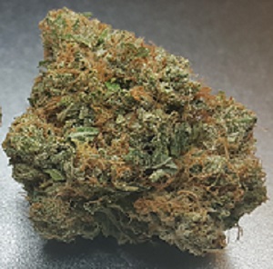 Chem Dawg 300 featured image