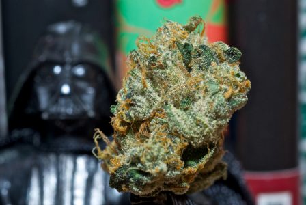 Skywalker-marijuana-strain