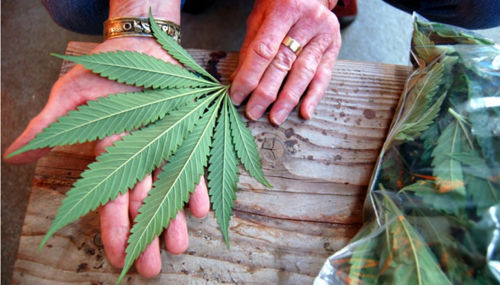 Cannabis for Seniors 1
