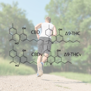 Cannabinoids for fitness feature